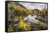 Washington, Subalpine Larch Surround Horseshoe Lake, Alpine Lakes Wilderness-Gary Luhm-Framed Stretched Canvas