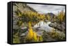 Washington, Subalpine Larch Surround Horseshoe Lake, Alpine Lakes Wilderness-Gary Luhm-Framed Stretched Canvas