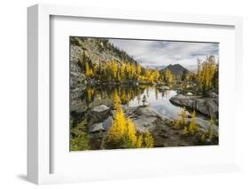 Washington, Subalpine Larch Surround Horseshoe Lake, Alpine Lakes Wilderness-Gary Luhm-Framed Photographic Print