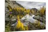 Washington, Subalpine Larch Surround Horseshoe Lake, Alpine Lakes Wilderness-Gary Luhm-Mounted Photographic Print