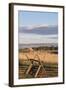 Washington, Walla Walla Co, Whitman Mission Nhs, Oregon Trail Fence-Brent Bergherm-Framed Photographic Print