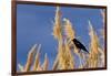 Washington, Walla Walla. Mcnary NWR, Ravenna Grass-Brent Bergherm-Framed Photographic Print