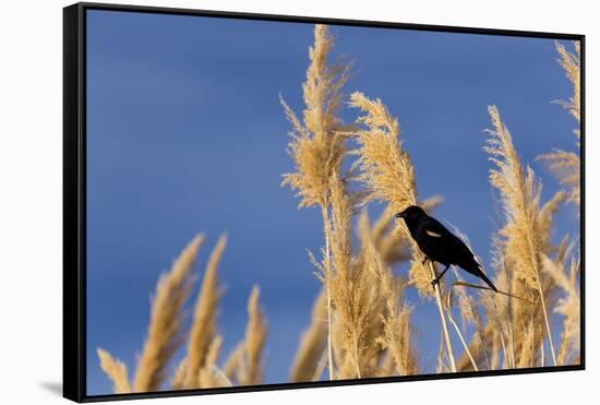 Washington, Walla Walla. Mcnary NWR, Ravenna Grass-Brent Bergherm-Framed Stretched Canvas