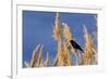 Washington, Walla Walla. Mcnary NWR, Ravenna Grass-Brent Bergherm-Framed Photographic Print