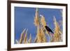 Washington, Walla Walla. Mcnary NWR, Ravenna Grass-Brent Bergherm-Framed Photographic Print