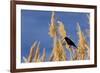 Washington, Walla Walla. Mcnary NWR, Ravenna Grass-Brent Bergherm-Framed Photographic Print