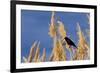 Washington, Walla Walla. Mcnary NWR, Ravenna Grass-Brent Bergherm-Framed Photographic Print
