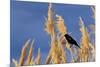 Washington, Walla Walla. Mcnary NWR, Ravenna Grass-Brent Bergherm-Mounted Photographic Print