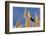 Washington, Walla Walla. Mcnary NWR, Ravenna Grass-Brent Bergherm-Framed Photographic Print