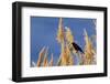 Washington, Walla Walla. Mcnary NWR, Ravenna Grass-Brent Bergherm-Framed Photographic Print