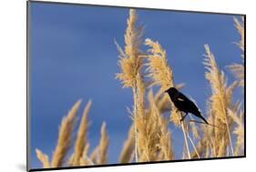 Washington, Walla Walla. Mcnary NWR, Ravenna Grass-Brent Bergherm-Mounted Photographic Print