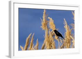 Washington, Walla Walla. Mcnary NWR, Ravenna Grass-Brent Bergherm-Framed Photographic Print