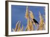 Washington, Walla Walla. Mcnary NWR, Ravenna Grass-Brent Bergherm-Framed Photographic Print