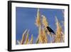 Washington, Walla Walla. Mcnary NWR, Ravenna Grass-Brent Bergherm-Framed Photographic Print