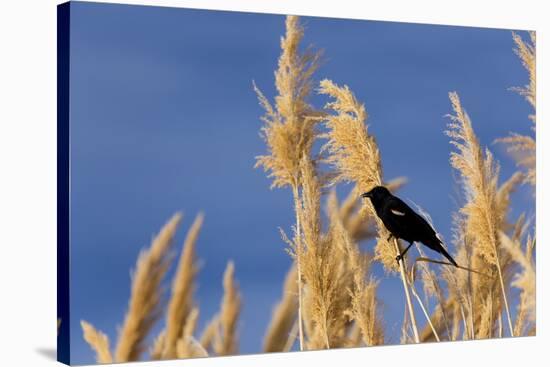 Washington, Walla Walla. Mcnary NWR, Ravenna Grass-Brent Bergherm-Stretched Canvas