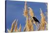 Washington, Walla Walla. Mcnary NWR, Ravenna Grass-Brent Bergherm-Stretched Canvas