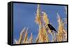 Washington, Walla Walla. Mcnary NWR, Ravenna Grass-Brent Bergherm-Framed Stretched Canvas