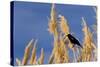 Washington, Walla Walla. Mcnary NWR, Ravenna Grass-Brent Bergherm-Stretched Canvas