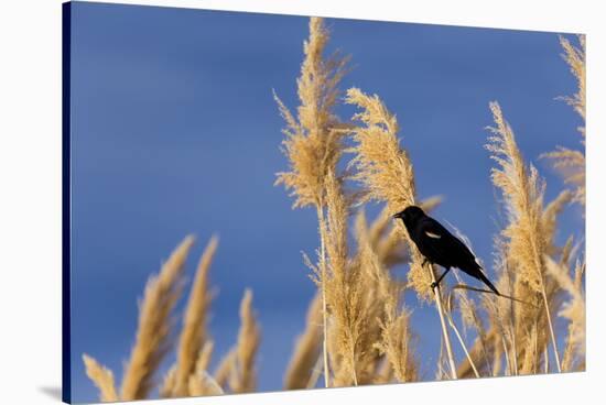 Washington, Walla Walla. Mcnary NWR, Ravenna Grass-Brent Bergherm-Stretched Canvas