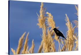 Washington, Walla Walla. Mcnary NWR, Ravenna Grass-Brent Bergherm-Stretched Canvas