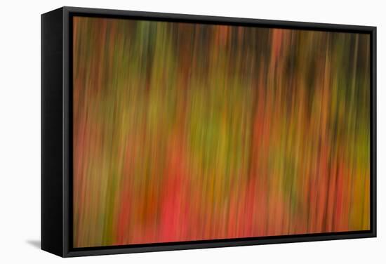 Washington, Walla Walla. Whitman Mission. Smooth Sumac in Fall Colors-Brent Bergherm-Framed Stretched Canvas