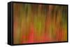 Washington, Walla Walla. Whitman Mission. Smooth Sumac in Fall Colors-Brent Bergherm-Framed Stretched Canvas