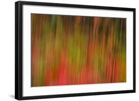 Washington, Walla Walla. Whitman Mission. Smooth Sumac in Fall Colors-Brent Bergherm-Framed Photographic Print