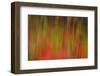 Washington, Walla Walla. Whitman Mission. Smooth Sumac in Fall Colors-Brent Bergherm-Framed Photographic Print