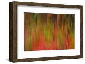 Washington, Walla Walla. Whitman Mission. Smooth Sumac in Fall Colors-Brent Bergherm-Framed Photographic Print