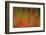 Washington, Walla Walla. Whitman Mission. Smooth Sumac in Fall Colors-Brent Bergherm-Framed Photographic Print