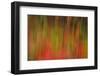 Washington, Walla Walla. Whitman Mission. Smooth Sumac in Fall Colors-Brent Bergherm-Framed Photographic Print