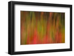 Washington, Walla Walla. Whitman Mission. Smooth Sumac in Fall Colors-Brent Bergherm-Framed Photographic Print