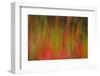 Washington, Walla Walla. Whitman Mission. Smooth Sumac in Fall Colors-Brent Bergherm-Framed Photographic Print