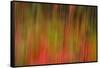 Washington, Walla Walla. Whitman Mission. Smooth Sumac in Fall Colors-Brent Bergherm-Framed Stretched Canvas