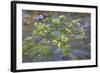 Washington, Wenatchee NF. Red Osier Dogwood over Teanaway River-Don Paulson-Framed Photographic Print