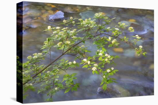 Washington, Wenatchee NF. Red Osier Dogwood over Teanaway River-Don Paulson-Stretched Canvas