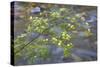 Washington, Wenatchee NF. Red Osier Dogwood over Teanaway River-Don Paulson-Stretched Canvas