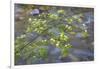 Washington, Wenatchee NF. Red Osier Dogwood over Teanaway River-Don Paulson-Framed Premium Photographic Print