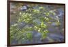 Washington, Wenatchee NF. Red Osier Dogwood over Teanaway River-Don Paulson-Framed Premium Photographic Print