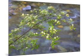 Washington, Wenatchee NF. Red Osier Dogwood over Teanaway River-Don Paulson-Mounted Premium Photographic Print