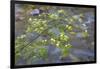 Washington, Wenatchee NF. Red Osier Dogwood over Teanaway River-Don Paulson-Framed Premium Photographic Print