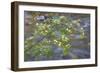 Washington, Wenatchee NF. Red Osier Dogwood over Teanaway River-Don Paulson-Framed Photographic Print