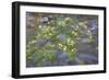 Washington, Wenatchee NF. Red Osier Dogwood over Teanaway River-Don Paulson-Framed Photographic Print