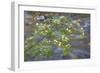 Washington, Wenatchee NF. Red Osier Dogwood over Teanaway River-Don Paulson-Framed Photographic Print