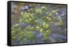 Washington, Wenatchee NF. Red Osier Dogwood over Teanaway River-Don Paulson-Framed Stretched Canvas