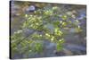 Washington, Wenatchee NF. Red Osier Dogwood over Teanaway River-Don Paulson-Stretched Canvas