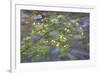 Washington, Wenatchee NF. Red Osier Dogwood over Teanaway River-Don Paulson-Framed Photographic Print