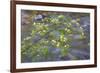 Washington, Wenatchee NF. Red Osier Dogwood over Teanaway River-Don Paulson-Framed Photographic Print