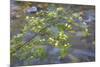 Washington, Wenatchee NF. Red Osier Dogwood over Teanaway River-Don Paulson-Mounted Photographic Print