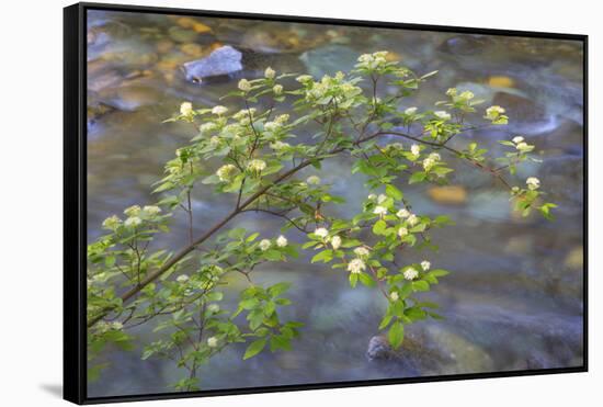 Washington, Wenatchee NF. Red Osier Dogwood over Teanaway River-Don Paulson-Framed Stretched Canvas